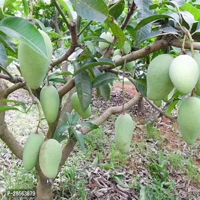 Baishnab Mango Plant Mango Fruit Live Plant Mulgoba-thumb2