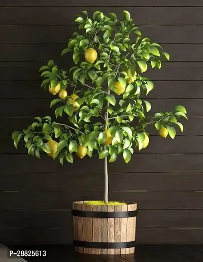 Baishnab  lu11 Lemon Plant