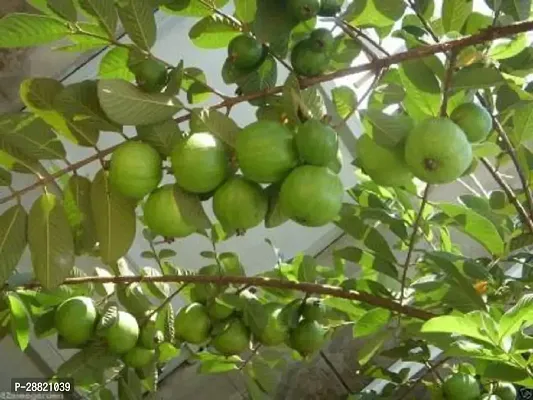 Baishnab  SrGuava12 Guava Plant-thumb0