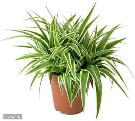 Baishnab Spider Plant Spider Live plants-thumb0