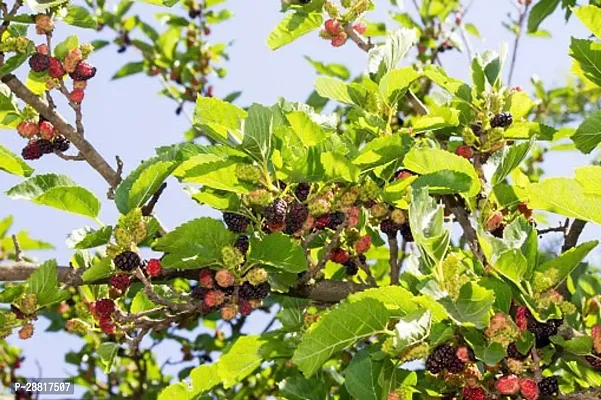 Baishnab  Mulberry Plant 9o ZZ Plant-thumb0