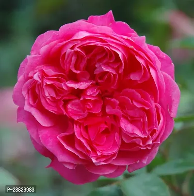 Baishnab  Hybrid Live Rose PlantCF0151 Rose Plant