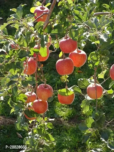 Baishnab  Braeburn Apple Plant Apple Plant