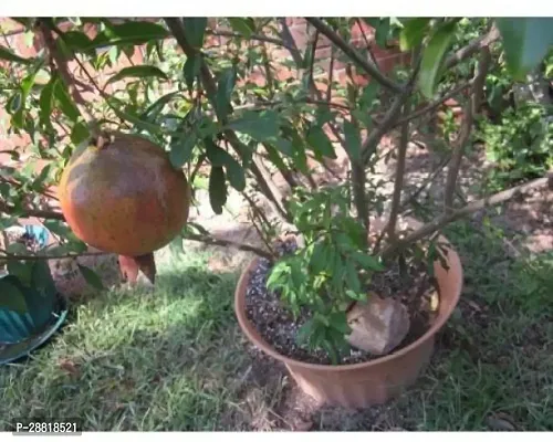 Baishnab  Anar plant6 Pomegranate Plant