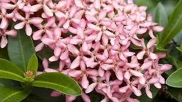 Baishnab Ixora Plant IXORA PLANT EES-thumb1