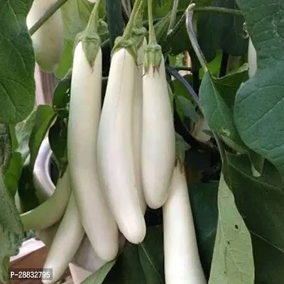 Baishnab Bringal  seeds 140 per packet  rbWhite Long Brinjal Hybrid Vegetable Seeds  WR6650140PIECE-thumb0