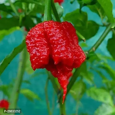 Baishnab Chilli seed 100 per packet klk Carolina Reaper Chilli Pepper Seeds100PIECE