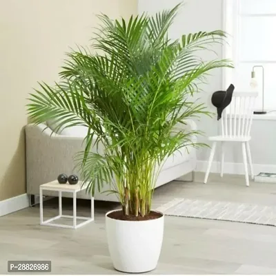 Baishnab  Live Areca palm  Indoor Air purifying Pla-thumb0