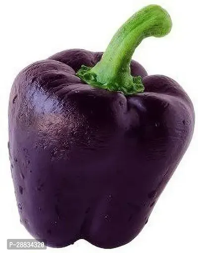 Baishnab Capsicum seed gjiGarden Purple Capsicum Seed50PIECE