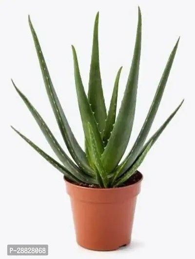 Baishnab  aloe vera plant foe domestic and ayurvedi-thumb0