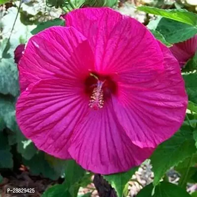 Baishnab  Hibiscus Pink CF30048 Hibiscus Plant