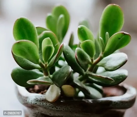 Baishnab  Jade Live Plant Good Luck Plant CF1331