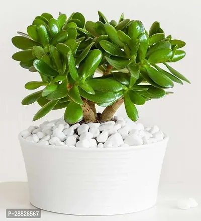 Baishnab  Jade Live Plant Good Luck Plant CF2001-thumb0