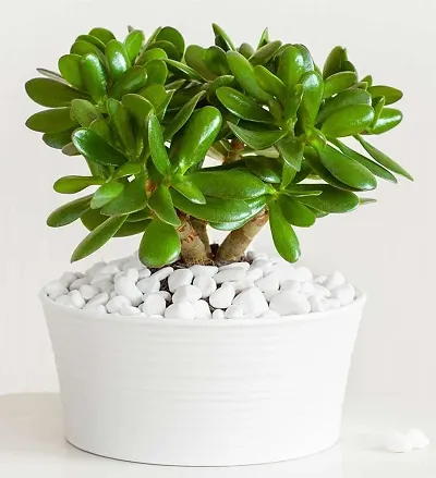 Must Have Plant & Planters 