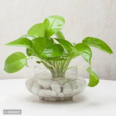 Baishnab  c21 Money Plant