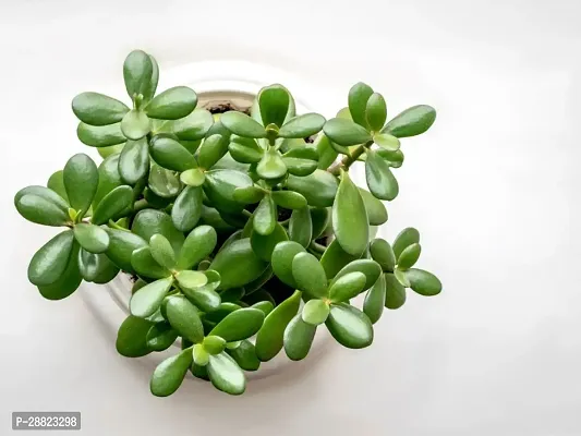 Baishnab  jplt0030 Jade Plant-thumb0