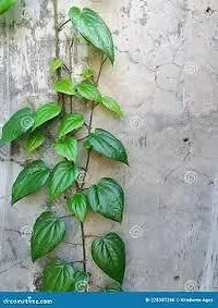 Baishnab Betel Leaf Plant BETEL LEAF PLANT AA-thumb2