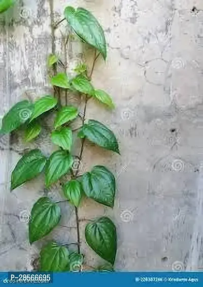 Baishnab Betel Leaf Plant BETEL LEAF PLANT AA-thumb3