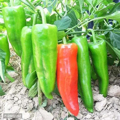 Baishnab capsicum seed  mjy Sweet Pepper Seeds Capsicum frutescens 1000PIECE