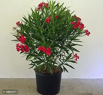 Baishnab  Oleander Pink PlantCFA374 Oleander Pla