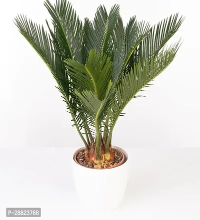 Baishnab  Cycas Revoluta Plant Live Plant CF651 C-thumb0