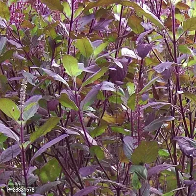 Baishnab  Rare Krishna Tulasi Plant Tulsi Plant-thumb0