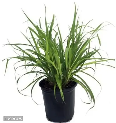 Baishnab Lemon Grass Plant BRNE-PLNT-AK-1520