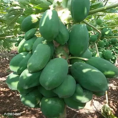 Baishnab papaya seed 150 per packet iiPP22  BEST QUALITY SEED OF PAPAYA  PAPITA PACK OF 150 SEEDS 100 percent GERMINATION IMPORTED SEED PACK OF 150 SEEDS150PIECE-thumb0