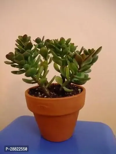 Baishnab  PVLANTOJ1611 Jade Plant