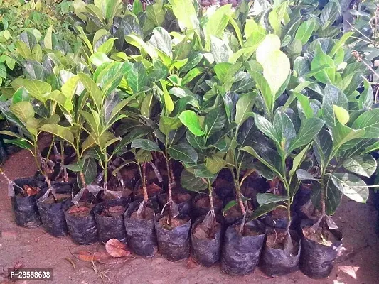 Baishnab Jack Fruit Plant top green jackfruit tree