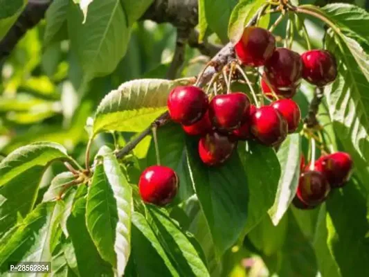 Baishnab Cherry Fruit Plant Live Dark Red SweetSour Cherry Delicious Healthy Fruit Plant For Home Garden - Healthy Live 1 Plant-thumb0