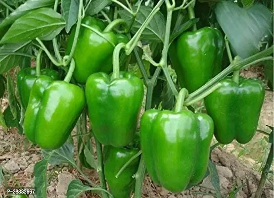 Baishnab capsuicum Seed 200psIND 50   BEST QUALITY HYBRID HIGH PRODUCTION F1 CAPSICUM MIX SEED OF CAPSICUM HIGH IN TASTE   SHIMLA MIRCH PACK OF 200 SEEDS  GERMINATION IMPORTED SEED PACK OF 150 SEEDS200PIECE-thumb0