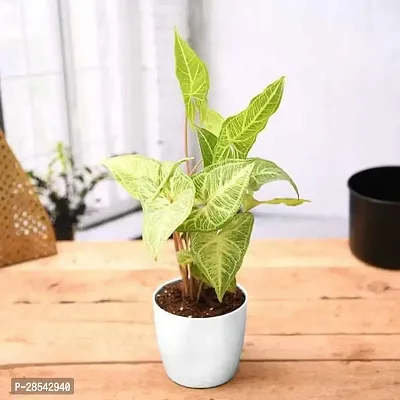 Baishnab Syngonium Plant Plants 344-thumb0