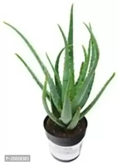 Baishnab  ALO  Aloe Vera Plant Indoor  Outdoor Alo