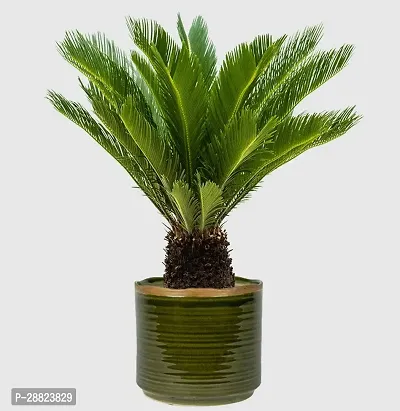 Baishnab  Cycas Revoluta Plant Live Plant CF211 C