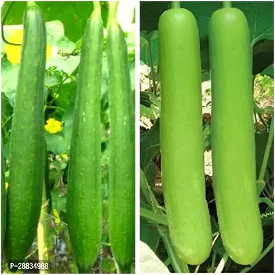 Baishnab Sh sp4727 SEED 40  PIC Hybrid Combo Lauki Bottle Gourd   Turai Sponge Gourd Seeds40PIECE