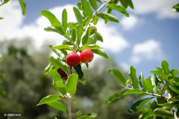 Baishnab  QHD Cherry Fruit Plant-thumb0