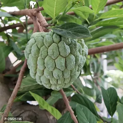 Baishnab  Custard Apple Live Plant CF00441 Custar