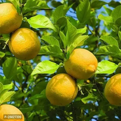 Baishnab  Nimboo Lemon Tree Big Fruit Grafted-thumb0