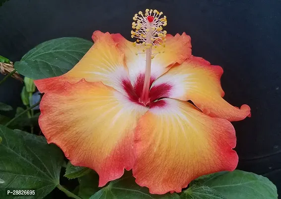 Baishnab  Hybrid Hibiscus Flower Live PlantCF350