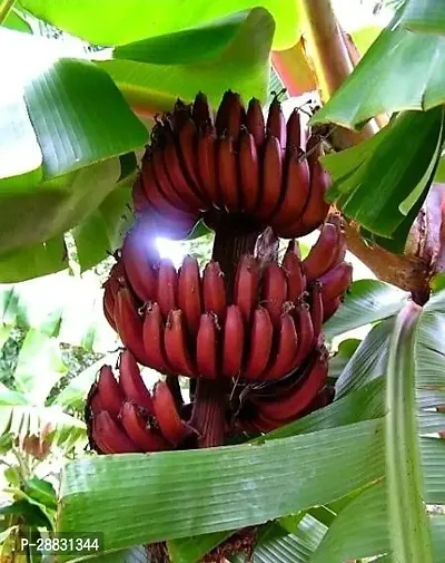 Baishnab  Red banana plant11 Banana Plant-thumb0