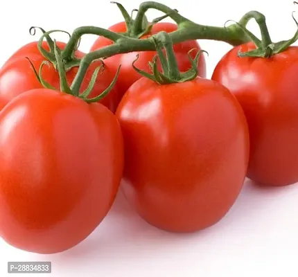 Baishnab tomato seedsasn611 ALK Quant Tomato 300Seeds300PIECE