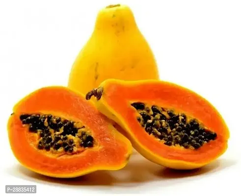 Baishnab Seed 500per packet XG421Papaya SD1872500PIECE