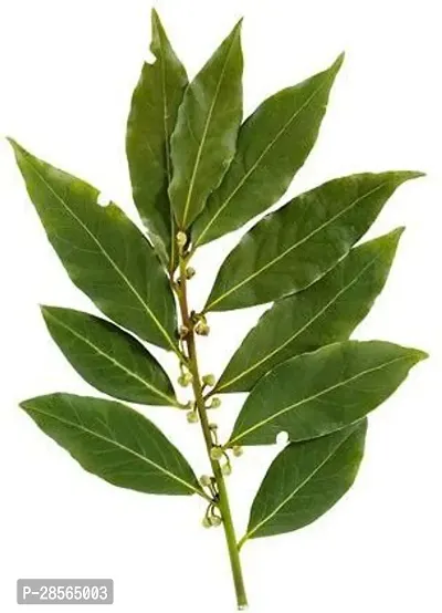 Baishnab Bay Leaf Plant Tej Batabay Leaf-thumb0