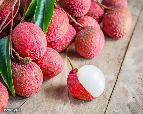 Baishnab  Litchi live plant cz01 Litchi Plant-thumb0