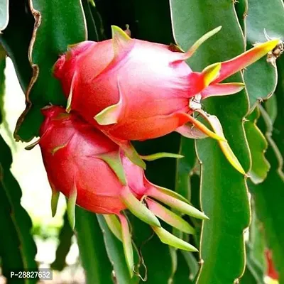 Baishnab  Dragon Fruit Ajagar Phal Dragon Tree-thumb0