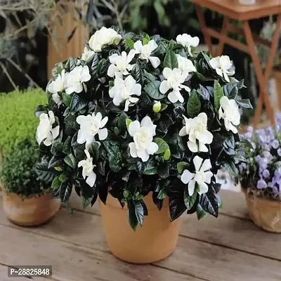 Baishnab  yt11 Jasmine Plant-thumb0