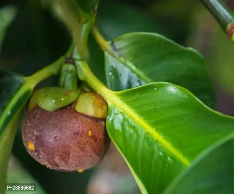 Baishnab  Mangosteen Plant Mangosteen Plant-thumb0