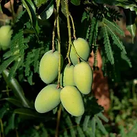 Baishnab Mango Plant all time thai mango plant (grafted) 2-thumb1