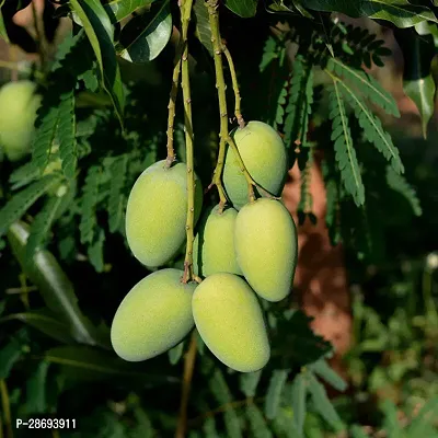 Baishnab Mango Plant all time thai mango plant (grafted) 2-thumb2